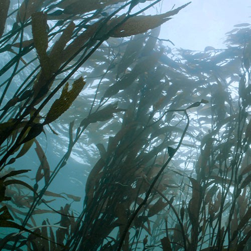 深海巨藻