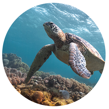 2005年 与 Oceana 建立了为期八年的合作伙伴关系，以支持海洋保护区，持续保护了1610万平方英里的海洋栖息地。